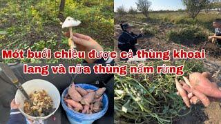 #492Mót 1buổi chiều được cả thùng khoai lang và nữa thùng nấm rừng ở nông thôn đông Bắc Trung Quốc