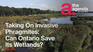 Can Ontario Stop Invasive Phragmites' Chokehold on Wetlands? ONsite