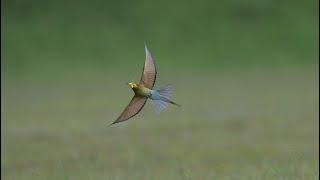 NIkon Z9 Autofocus System Birds On Flight