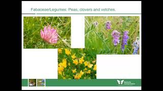 Woodland wildflowers for butterflies and moths