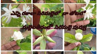 types of jasmine plant ll