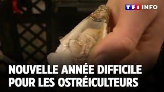 Huitres : Nouvelle année difficile pour les ostréiculteurs｜TF1 INFO