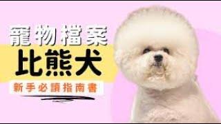 #比熊犬 Bichon Frise 優缺點、壽命、飼養須知及價格