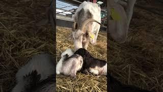 You won't BELIEVE what happened this morning! #cuteanimals #farming