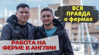 Работа на ферме в Англии. Вся правда о фермах.