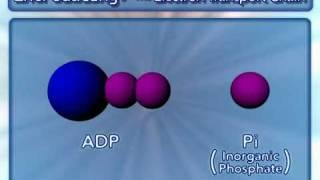 electron transport chain