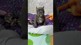 Малыш Один доступен к резерву-89182724446 ватсапп/телеграмм #питомниксобак #americanbully