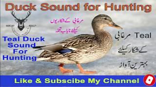 Teal duck Sound, By DGK  Hunter,