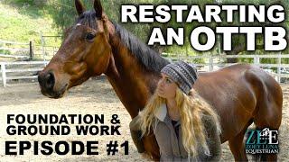 Restarting an OTTB - Foundation & Ground Work (EP. 1)