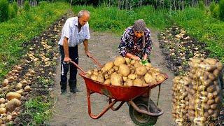 Potato Harvest in my Grandma's Village - 1 Hour Of The Best Recipes