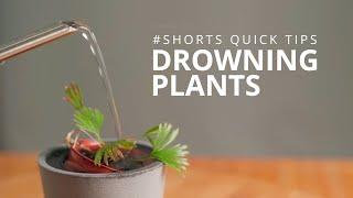 Quick Tips | How to Save Drowning Plants Fast  | #Shorts