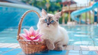 Relax, Learn with Cats - Instantly Soothe Your Anxious Cat with Birds sounds - Music for Your Cats