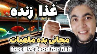 با این روش ،یه غذای زنده رایگان درست کن free live for fish 