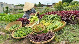 Harvesting bird chilli, bitter melon, luffa, orka, corn, red amaranth and purple cowpea #farming