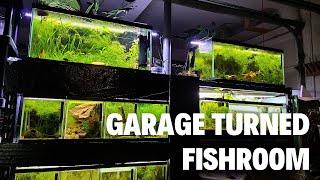 22 Aquariums in Garage - Fish Room Tour