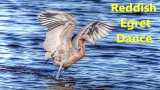 Reddish Egret Fishing Dance Documentary