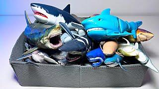 Sharks Collection - Salmon Shark, Megamouth, Great White, Thresher, Lemon Shark, Gray Reef Shark