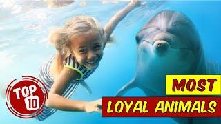 Top 10 Most LOYAL ANIMALS In The World  Extreme Loyal Pets