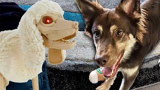 How Does the Puppy React to the Skeleton Dog?