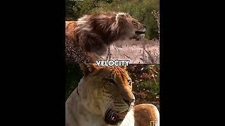 American Lion vs Liger