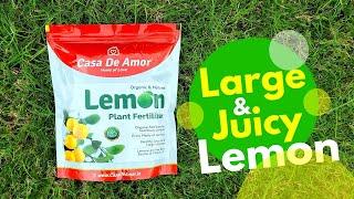 Natural Lemon Plant Fertilizer Large & Juicy Lemons नींबू के पौधाें के लिए रामबाण खाद