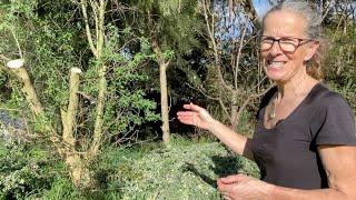 Chop and Drop Revisit - Harvesting This Years Tagasaste Growth | Permaculture Swale Food Forest