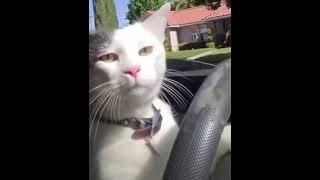 cat driving a car