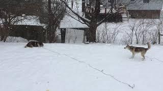 Dozer and Egg play in the Snow