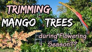 Trimming Mango Trees during Flowering Season???