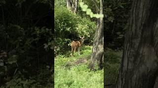 Sathyamangalam forest #nature #trending #naturephotography #animals #forest #deer #trip