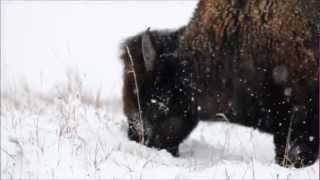 Winter Wonderland Bison and Elk in Snow Wildlife by Karen King