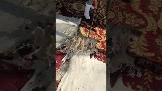 beautiful red carpet foam scraping