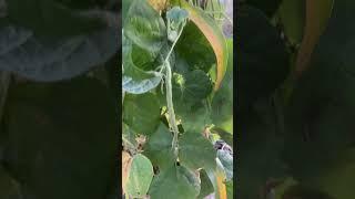 Look at this pole bean!! It’s growing like crazy. #polebeans #gardening #mngardening