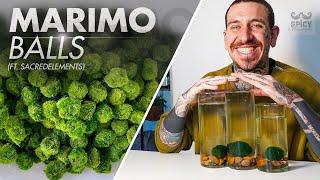 The Easiest Water Plant | Marimo Moss Ball