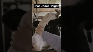 Linear Conformational Traits Part 15 | Rear Udder Height | Bull cow buffalo selection | @drvijay