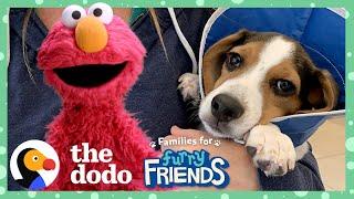 Elmo Helps Find A Rescue Puppy The Perfect Forever Family With Dodo Kids + Sesame Street