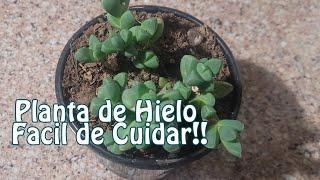 Facil cuidado "Corpuscularia Lehmannii"  (Planta de Hielo) #suculents #iceplant #esycare