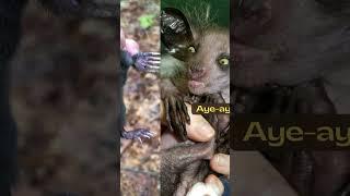 Strange Animals That Really Exist! #shorts #strangerthings