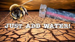 Water Your Bees! General tasks to be doing now as a beekeeper..