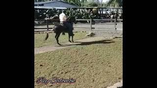 Rey Salomón(Paso Fino)
