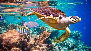 Relaxing music to relieve stress, underwater wonders  coral reefs and colorful marine life