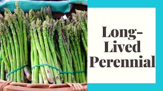 Asparagus: King of Vegetables, Long Lasting Perrenial