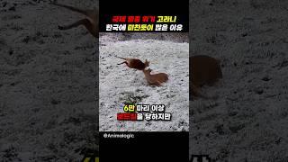 고라니가 유독 한국에만 많은 이유