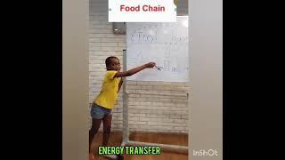 Sorcha food chain, food chain life, transfer of energy, energy transfer, energy on the move.