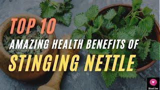 Top 10 Amazing Health Benefits Of Stinging Nettle | Blissed Zone