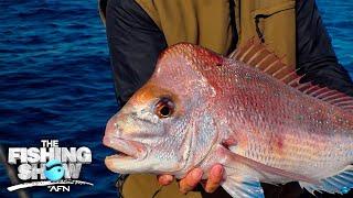 Snapper fishing, what to look for bait and lures.