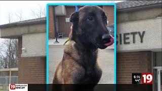 Stark County Sheriff’s Office recovers dog that was allegedly stolen from humane society