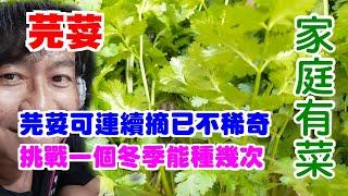 【家庭有菜】芫荽摘葉子吃可以吃很久，但芫荽要怎麼種才能在平地一個冬天種上好幾輪，縮短種植時間是本集的重點。