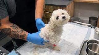 Puppy Got Serious Leg Injures While Playing | Pets Town