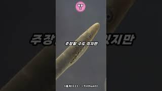 이 생물이 입을 연 순간 당신이 놀랄 확률 98%...... 장어지만 장어가 아닌 생물 #shorts